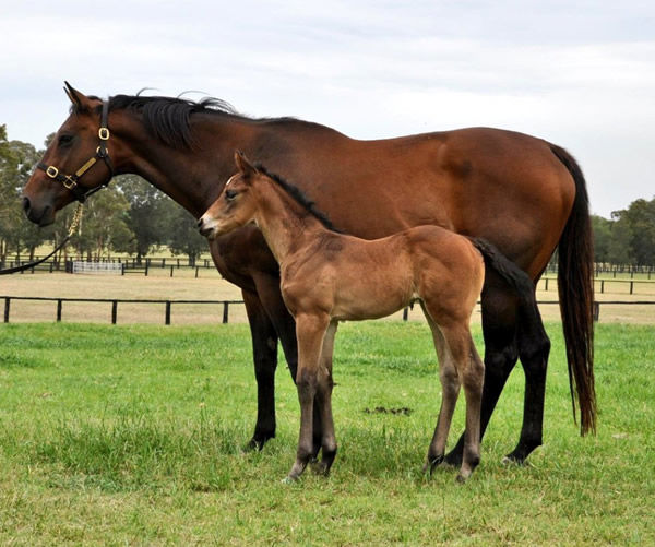 Fangirl was foaled and raised at Coolmore and is pictured here with her dam Little Surfer Girl in 2018.