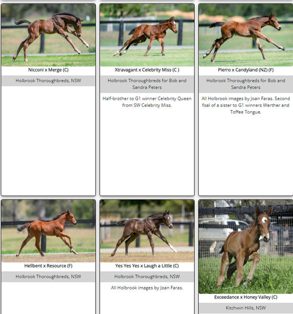 Click to see a selection of the fast foals on Breednet.