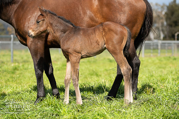 The first foals of Zousain are simply stunning and include this colt from Fastattack. 