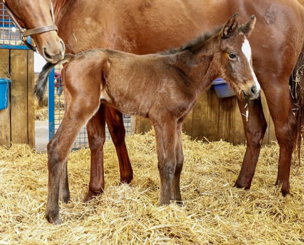 The first Northern Hemisphere bred foal by Bolt D'Oro
