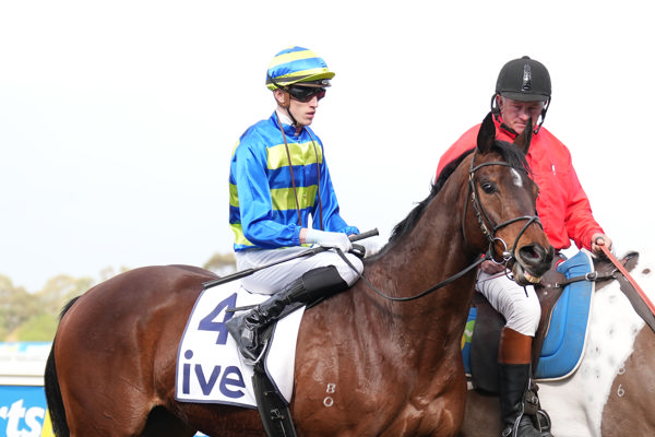 Plenty of Dundeel in Federer (image Scott Barbour/Racing Photos)