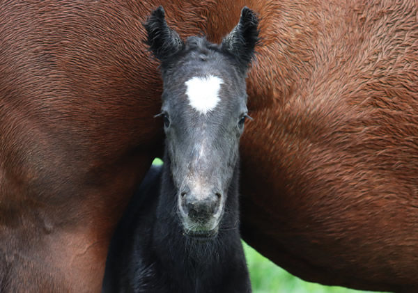 2020 Favourite Foal - Frosted filly from Think Like a Fox.