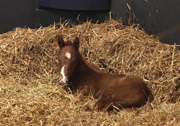 First foal born in the Northern Hemisphere for Harry Angel