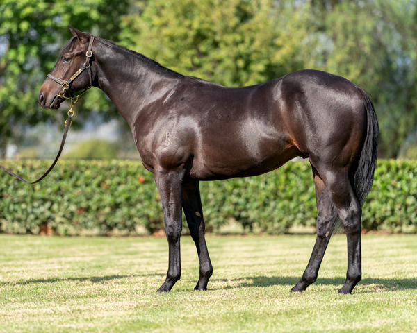 Fields Of Courage a $425,000 Inglis Easter yearling