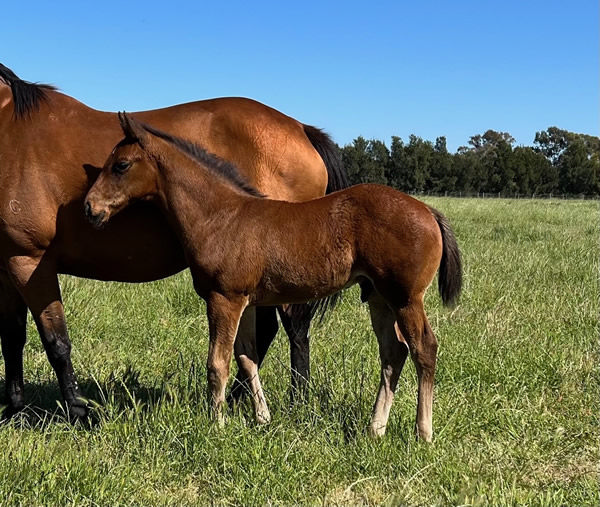 Fierce Impact colt from Cupid born this spring. His full brother is headed to Karaka next year.