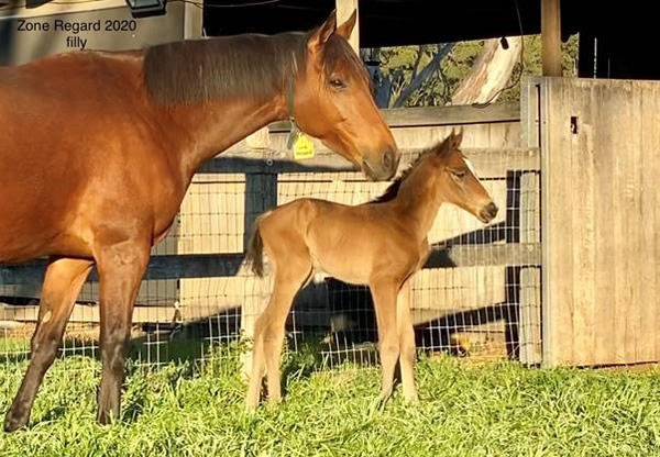 Zone Regard and her filly by American Pharoah