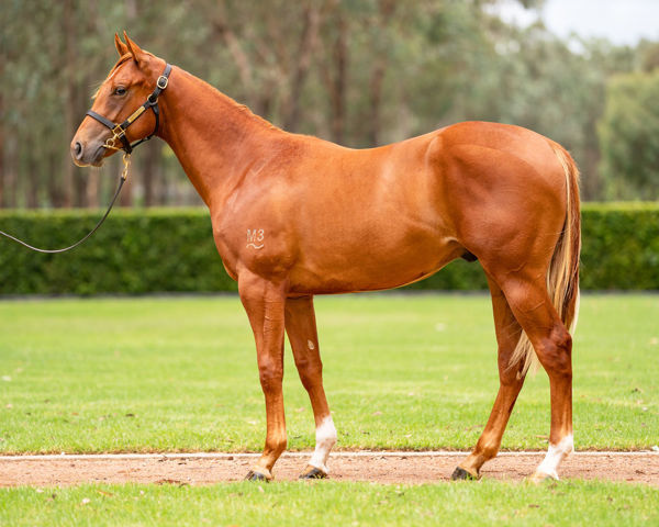 Fire Star passed in short of his $150,000 reserve at the Inglis Classic