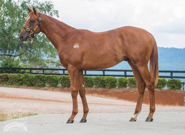 First Accused a $16,000 Tasmanian Magic Millions yearling