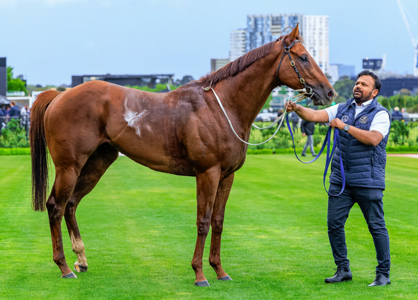 First Settler is a grand type (image Grant Courtney)