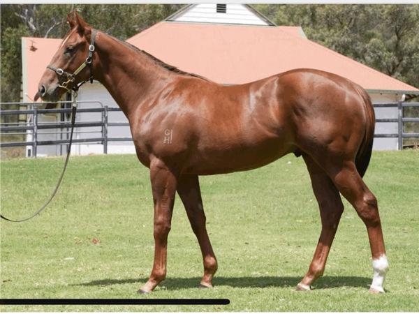 First Settler a $750,000 Magic Millions yearling