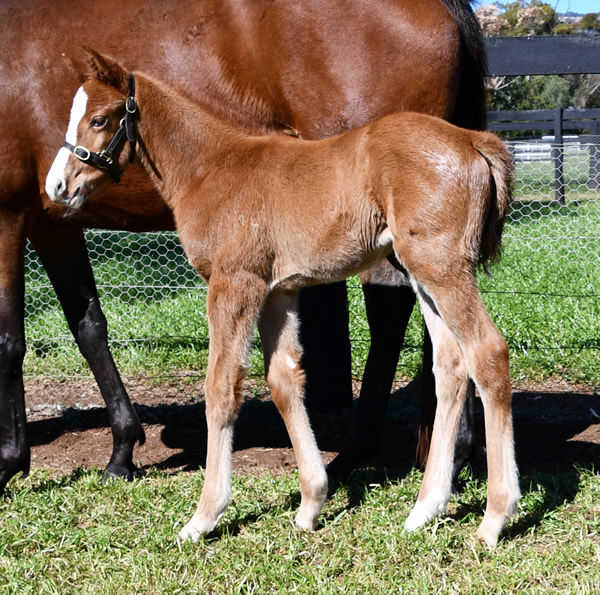 Justify filly from Zoustar's half-sister At Last