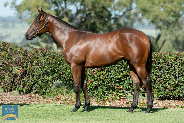 Fleetwood a $160,000 Magic Millions yearling