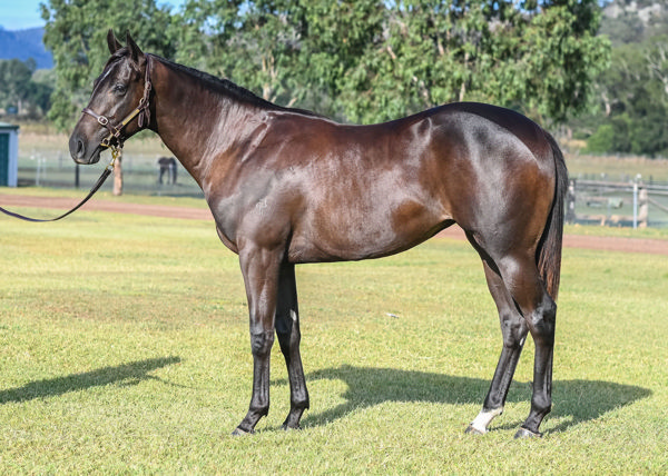 Fluent a $260,000 Inglis Easter Yearling