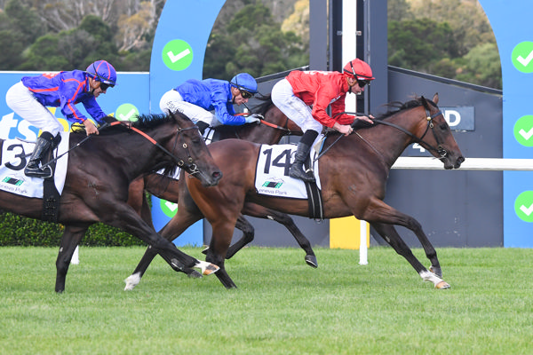 Flyer hits the line to win at Sandown on debut - image Racing Photos