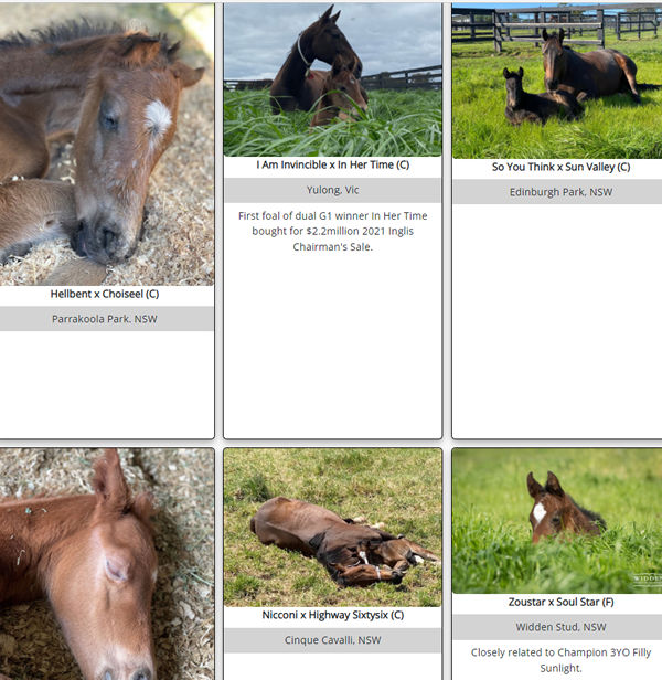 Click to see a selection of the sleepy foals on Breednet.
