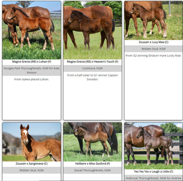 Click to see more buff babies on the Breednet Foal Gallery. 