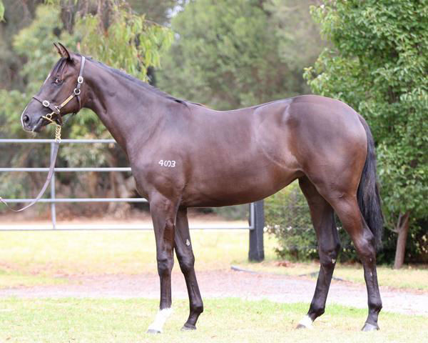 Foxy Frida fell short of her $50,000 reserve at Inglis Premier 