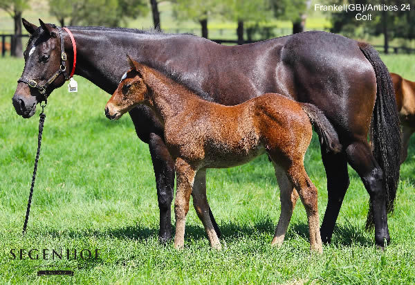 Antibes with her Frankel colt born last spring.