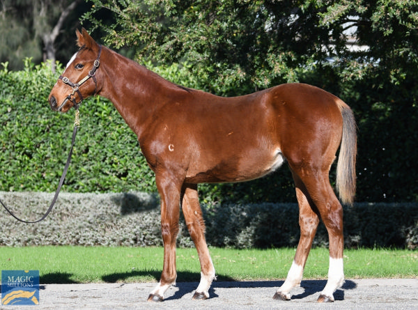 $500,000 Frankel colt from Amicus