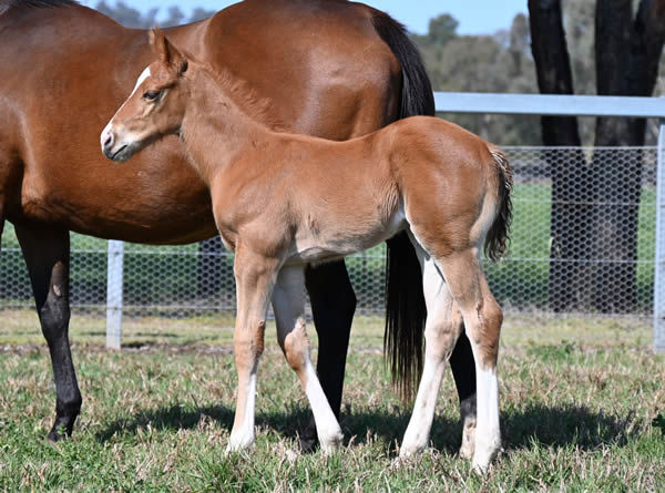 Frankel colt from Cleanup.