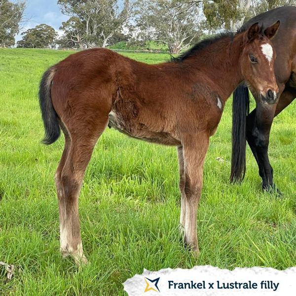 What's she worth? the Frankel x Lustrale (IRE) filly (image Cornerstone Stud)