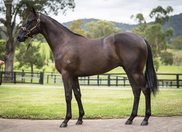 Freight Train a $250,000 Inglis Classic yearling