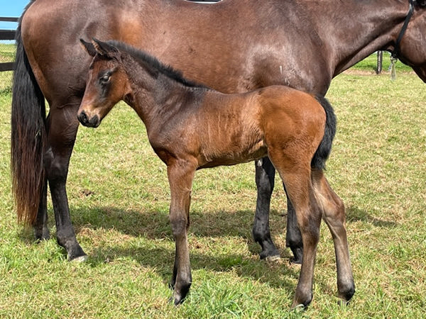Hayasugi as a foal with her dam China Road