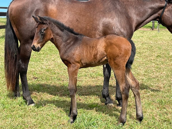 Royal Meeting (IRE) filly from China Road.