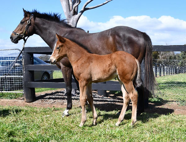Saxon Warrior filly from Cat's Wish