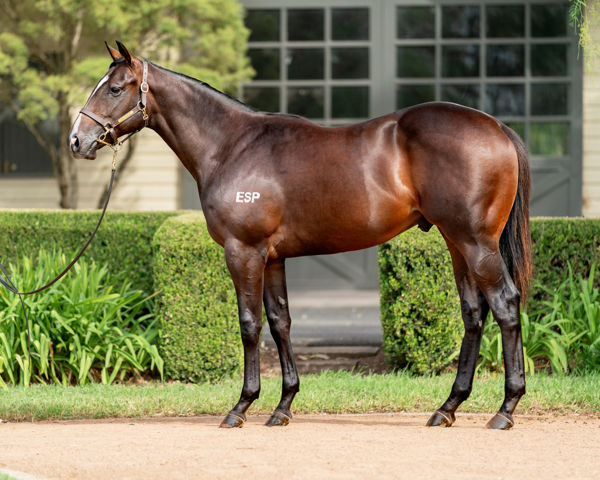 Gallant Son failed to make his $500,000 reserve at Inglis Easter Yearling Sale
