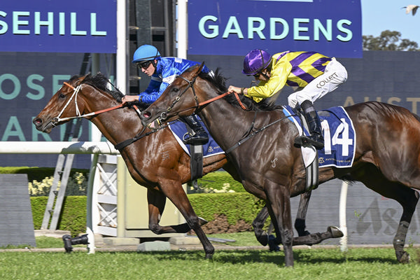 Gangsta Granny Holds Off Monte Supreme To Win G3 The Nivison - Image Bradley Photos