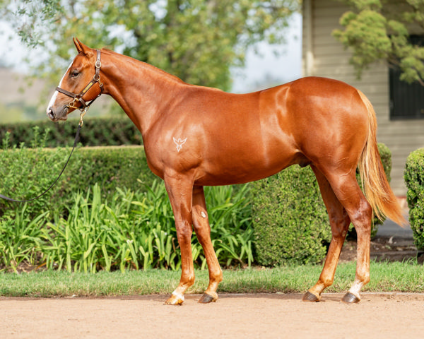 Gatsby's a $220,000 Inglis Easter yearling