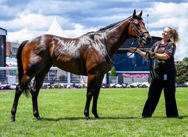 General Beau built in the mold of his sire (Image Reg Ryan/Racing Photos)
