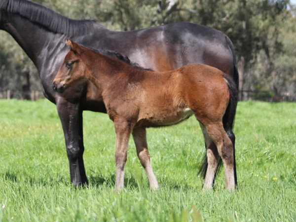 Generation filly from Free and Clear.