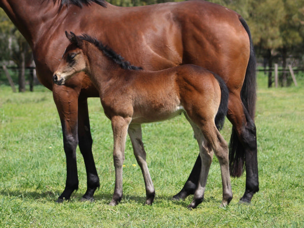 Generation filly from Starianne.