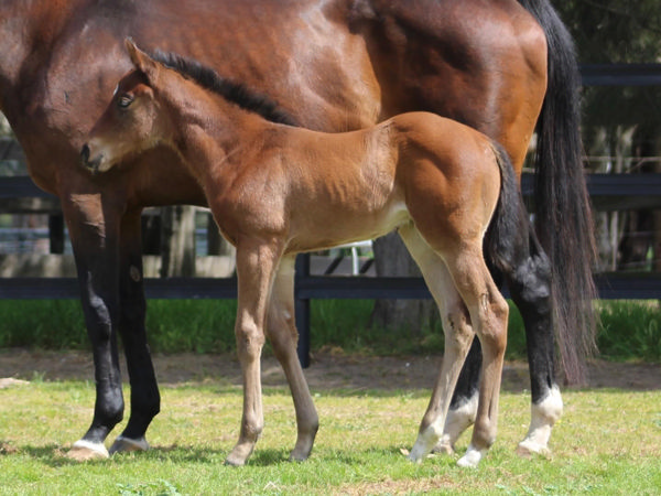 Generation filly from G1 winner Tycoon Tara.