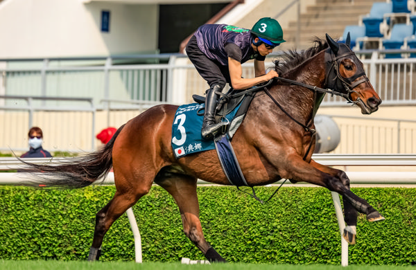 Geraldina - her first trip to Sha Tin was disappointing (image Grant Courtney)