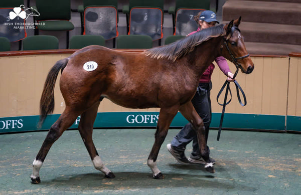 Ghaiyyath has sired four SW's in Australia this spring and had a big result with this colt from Split Passion.