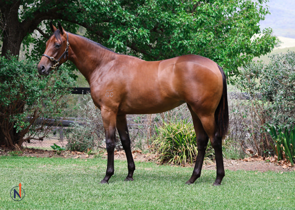 Gobi Desert the $600,000 2024 Inlis Classic Yearling sale topper