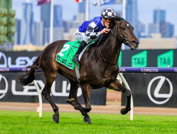 Gold Trip is a dual G1 winner in Australia - image Grant Courtney