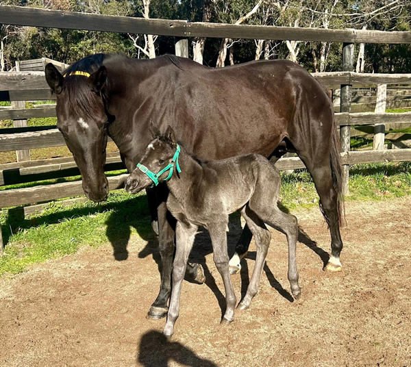 Gold Trip (Fr) filly from Ideal Miss pictured at Miranda Park. 