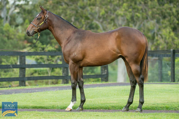 Golden Boom a $150,000 Magic Millions yearling
