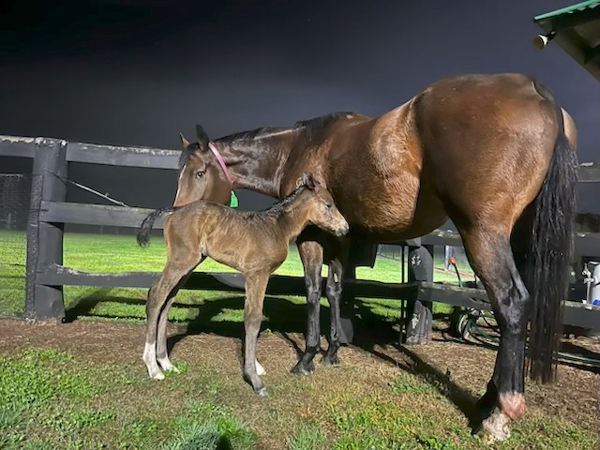 Golden Mile filly from Sweet Dixie.
