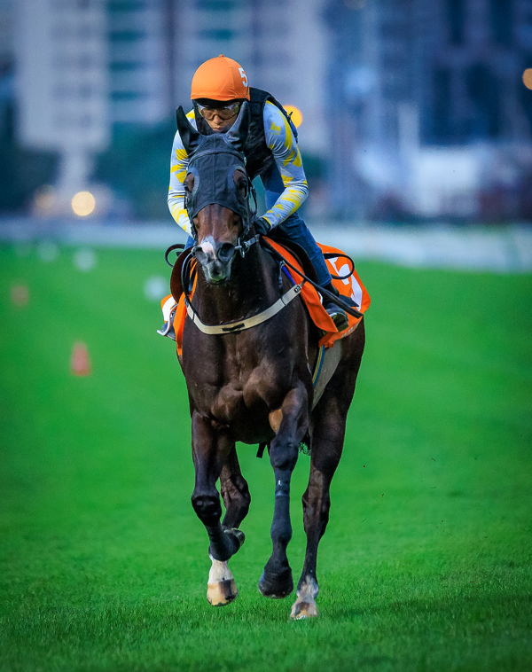 Golden Sixty revs up for a third Champions Mile (image Grant Courtney)