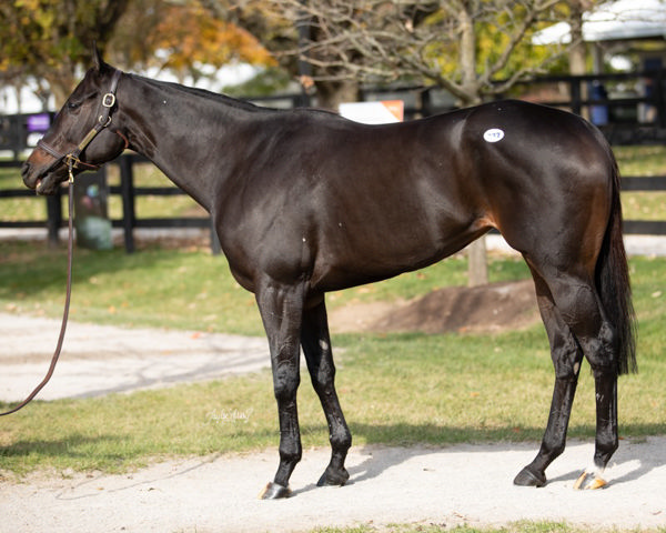 Goodnight Olive (image Fasig-Tipton)