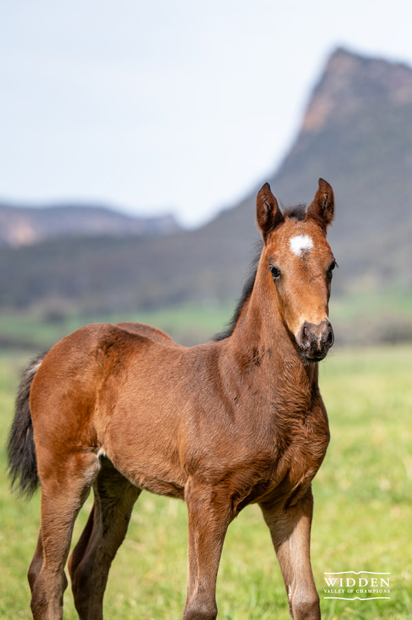 Born on August 21, 2024 is the first foal of Graceful Girl, a Zoustar filly headed to MM 2026.