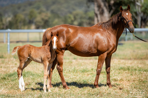 Graceful Girl with her Snitzel filly born this spring.
