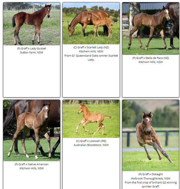 Click here to see some of the Graff first season foals.