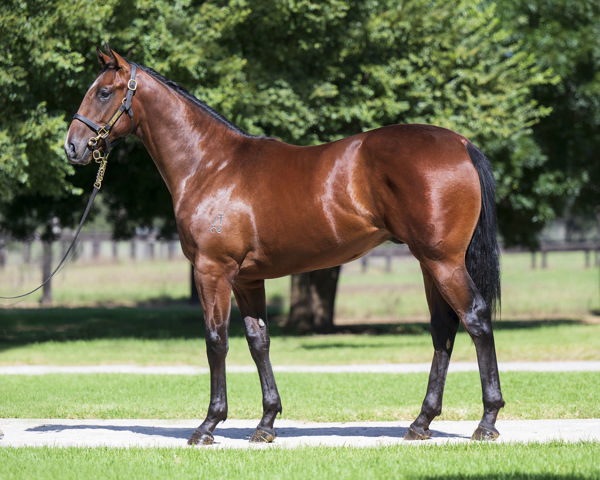 Griff was an Inglis Premier yearling.