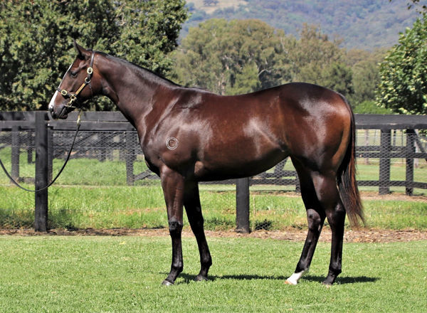 Gumdrops a $600,000 Inglis Easter yearling